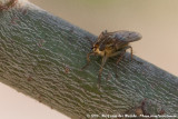 Yellow Dung Fly<br><i>Scathophaga stercoraria</i>