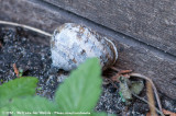 Common Garden Snail<br><i>Cornu aspersum</i>