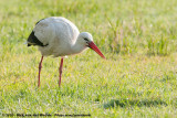 White Stork<br><i>Ciconia ciconia ciconia</i>