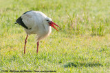 White Stork<br><i>Ciconia ciconia ciconia</i>