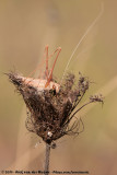 Lily Bush-Cricket<br><i>Tylopsis lilifolia</i>