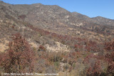 Typical habitat of the Cajón Grande section