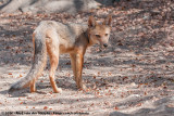 CulpeoLycalopex culpaeus culpaeus