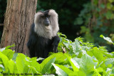Lion-Tailed MacaqueMacaca silenus