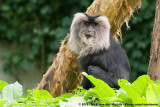Lion-Tailed MacaqueMacaca silenus