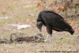 Black Vulture<br><i>Coragyps atratus</i>