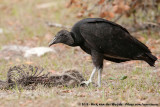 Black VultureCoragyps atratus
