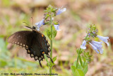 Spicebush SwallowtailPapilio troilus ilioneus