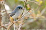 Blue-Grey Gnatcatcher<br><i>Polioptila caerulea caerulea</i>