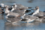 Laughing Gull<br><i>Leucophaeus atricilla megalopterus</i>