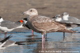 American Herring GullLarus smithsonianus