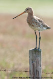 Black-Tailed Godwit<br><i>Limosa limosa limosa</i>