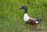 Northern Shoveler<br><i>Spatula clypeata</i>