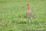 Black-Tailed Godwit<br><i>Limosa limosa limosa</i>