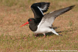 Eurasian Oystercatcher<br><i>Haematopus ostralegus ostralegus</i>