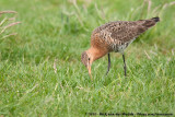 Black-Tailed Godwit<br><i>Limosa limosa limosa</i>