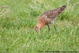 Black-Tailed Godwit<br><i>Limosa limosa limosa</i>