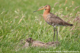 Black-Tailed Godwit<br><i>Limosa limosa limosa</i>