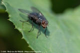 Blue Blowfly<br><i>Calliphora vicina</i>