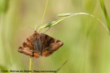 Burnet Companion<br><i>Euclidia glyphica</i>