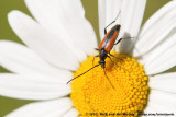 Flower Longhorn<br><i>Stenurella melanura ssp.</i>