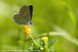 Small Blue<br><i>Cupido minimus minimus</i>