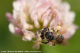 Wilkes Mining Bee<br><i>Andrena wilkella</i>