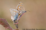 Common Blue<br><i>Polyommatus icarus icarus</i>