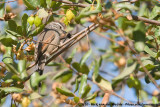 Plain-Mantled Tit-SpinetailLeptasthenura aegithaloides aegithaloides