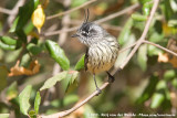 Tufted Tit-TyrantAnairetes parulus parulus