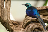 Golden-Breasted Starling<br><i>Lamprotornis regius</i>