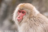 Japanese Macaque<br><i>Macaca fuscata fuscata</i>