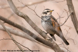Dusky ThrushTurdus eunomus
