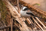 Long-Tailed Tit<br><i>Aegithalos caudatus trivirgatus</i>