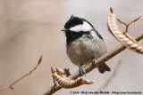 Coal TitPeriparus ater insularis