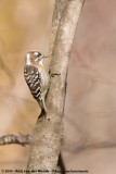 Japanese Pygmy WoodpeckerYungipicus kizuki nippon