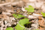 Sandhill ClubtailPhanogomphus cavillaris