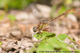 Sandhill Clubtail<br><i>Phanogomphus cavillaris</i>