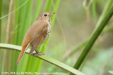 Hermit ThrushCatharus guttatus ssp.