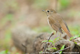 Hermit ThrushCatharus guttatus ssp.