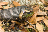 Southern Water Snake<br><i>Nerodia fasciata pictiventris</i>