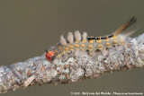 Fir Tussock Moth<br><i>Orgyia detrita</i>