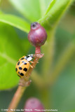 Multicolored Asian Ladybeetle<br><i>Harmonia axyridis f. succinea</i>