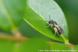 (Furrow Bee)<br><i>Lasioglossum sexstrigatum/monstrificum</i>
