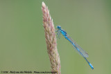 Dainty Damselfly<br><i>Coenagrion scitulum</i>