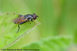 Tooth-Thighed Hoverfly<br><i>Tropidia scita</i>