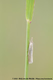 Immaculate Grass-Veneer Moth<br><i>Crambus perlella</i>