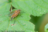Marsh Snipefly<br><i>Rhagio tringarius tringarius</i>
