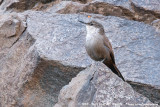 Crag ChiliaOchetorhynchus melanurus melanurus