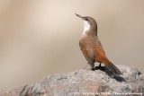 Crag ChiliaOchetorhynchus melanurus melanurus